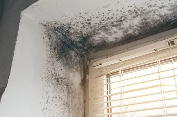 Trusted Mold Inspection service in Bowie, TX - Cheap Mold Removal