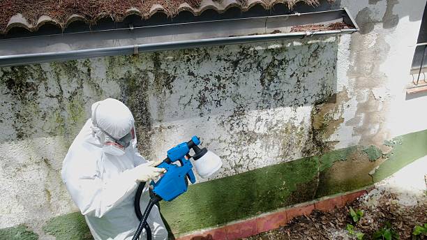 Trusted Attic Mold Removal service in Bowie, TX - Cheap Mold Removal